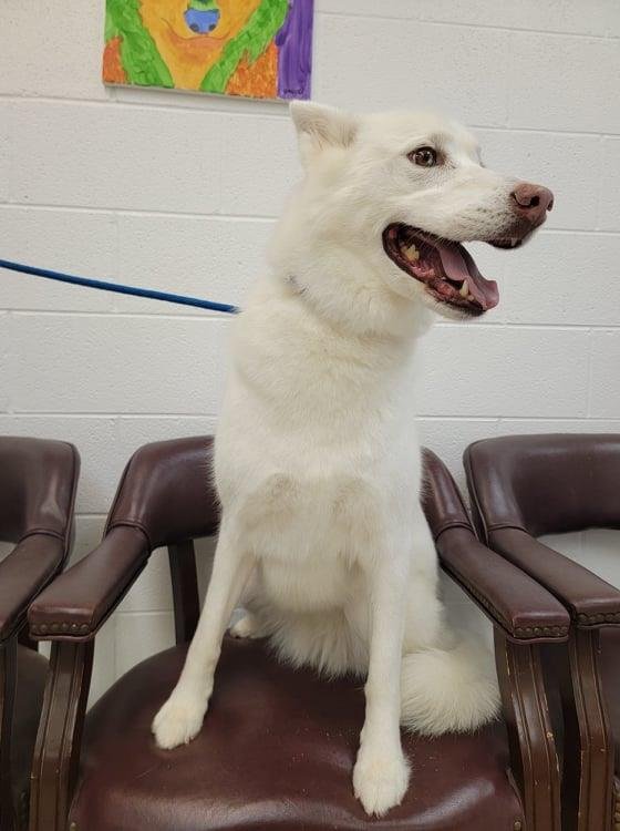 adoptable Dog in Front Royal, VA named Sierra