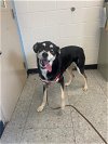 adoptable Dog in  named Wuzzy