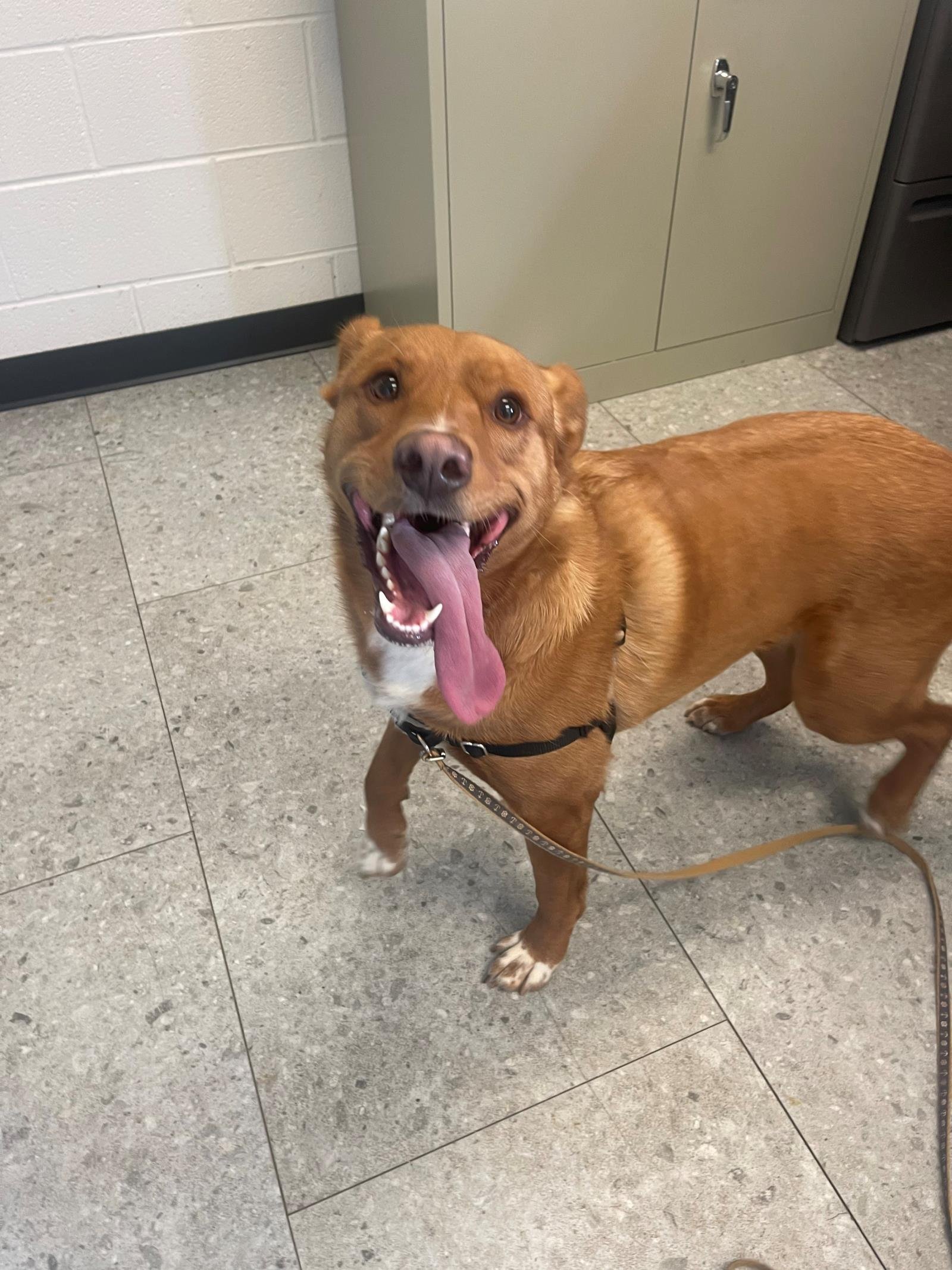 adoptable Dog in Front Royal, VA named Faith
