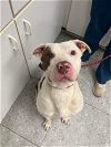 adoptable Dog in front royal, VA named Diesel