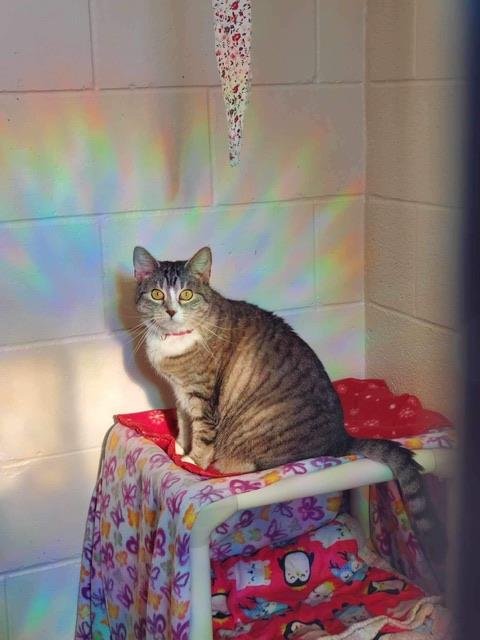 adoptable Cat in Front Royal, VA named Sox