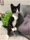 adoptable Cat in  named Flurry