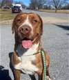 adoptable Dog in front royal, VA named Butter Bean