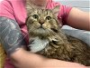 adoptable Cat in front royal, VA named Caveman