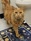 adoptable Cat in Front Royal, VA named Diamond