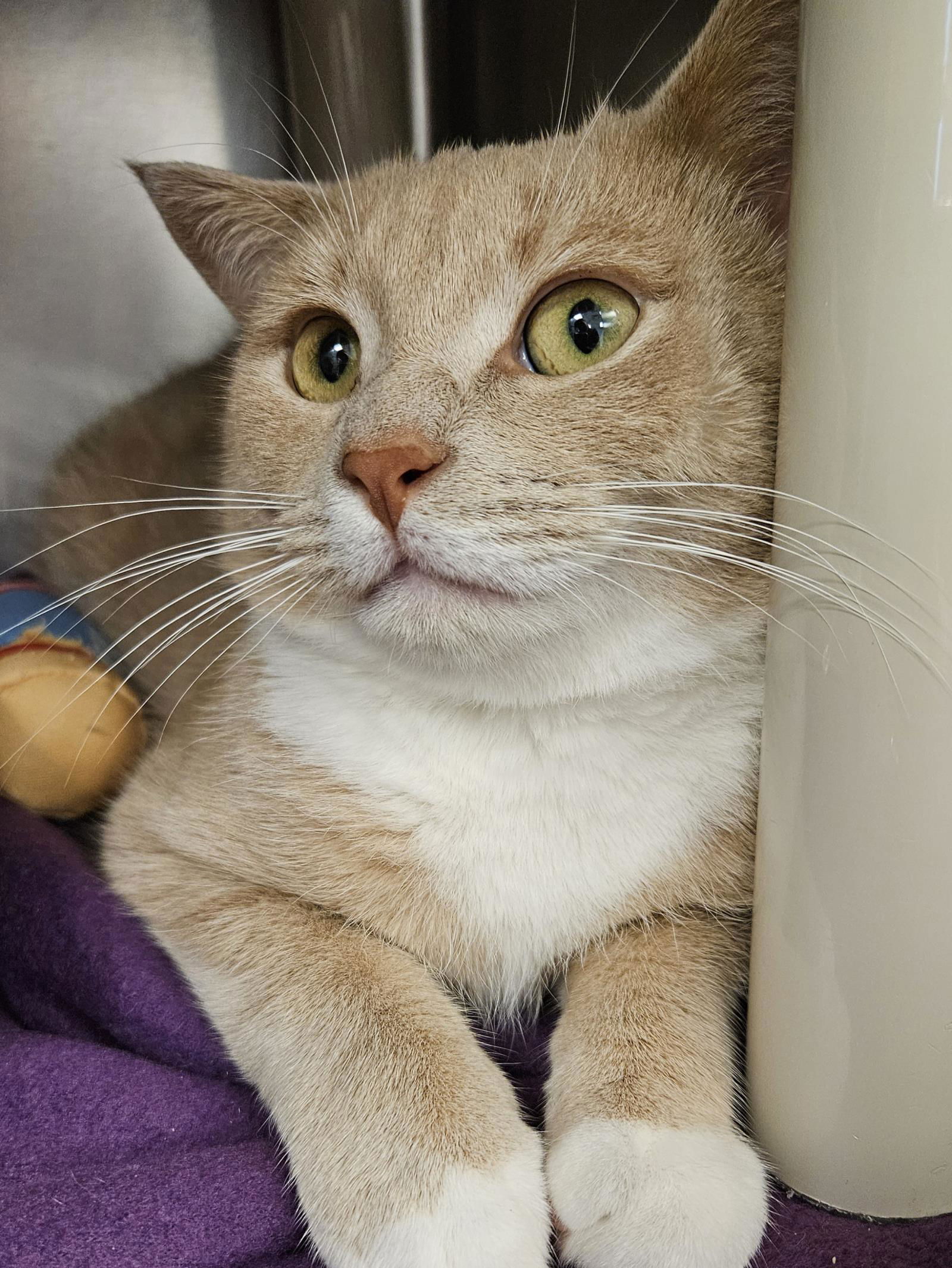 adoptable Cat in Front Royal, VA named Kevin