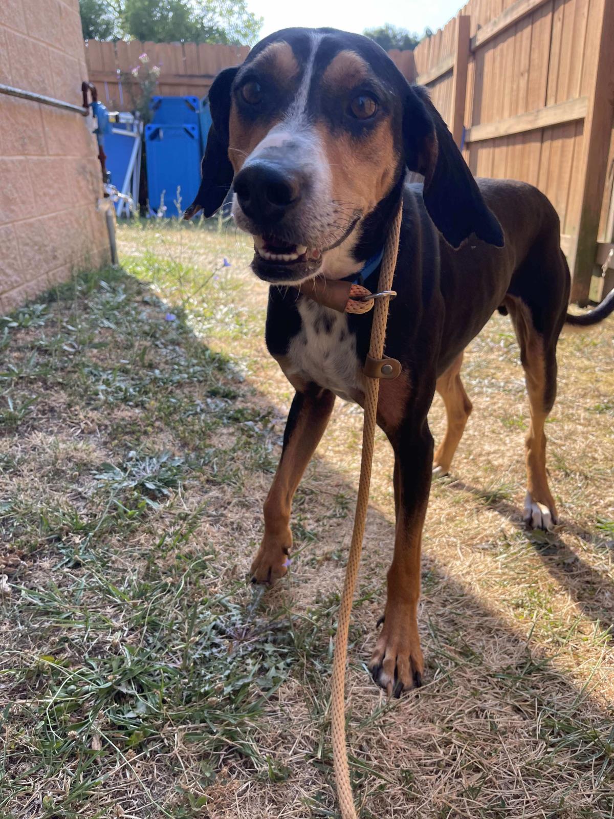 adoptable Dog in Front Royal, VA named Mosby