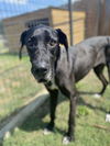 adoptable Dog in Front Royal, VA named Roxy-Dane