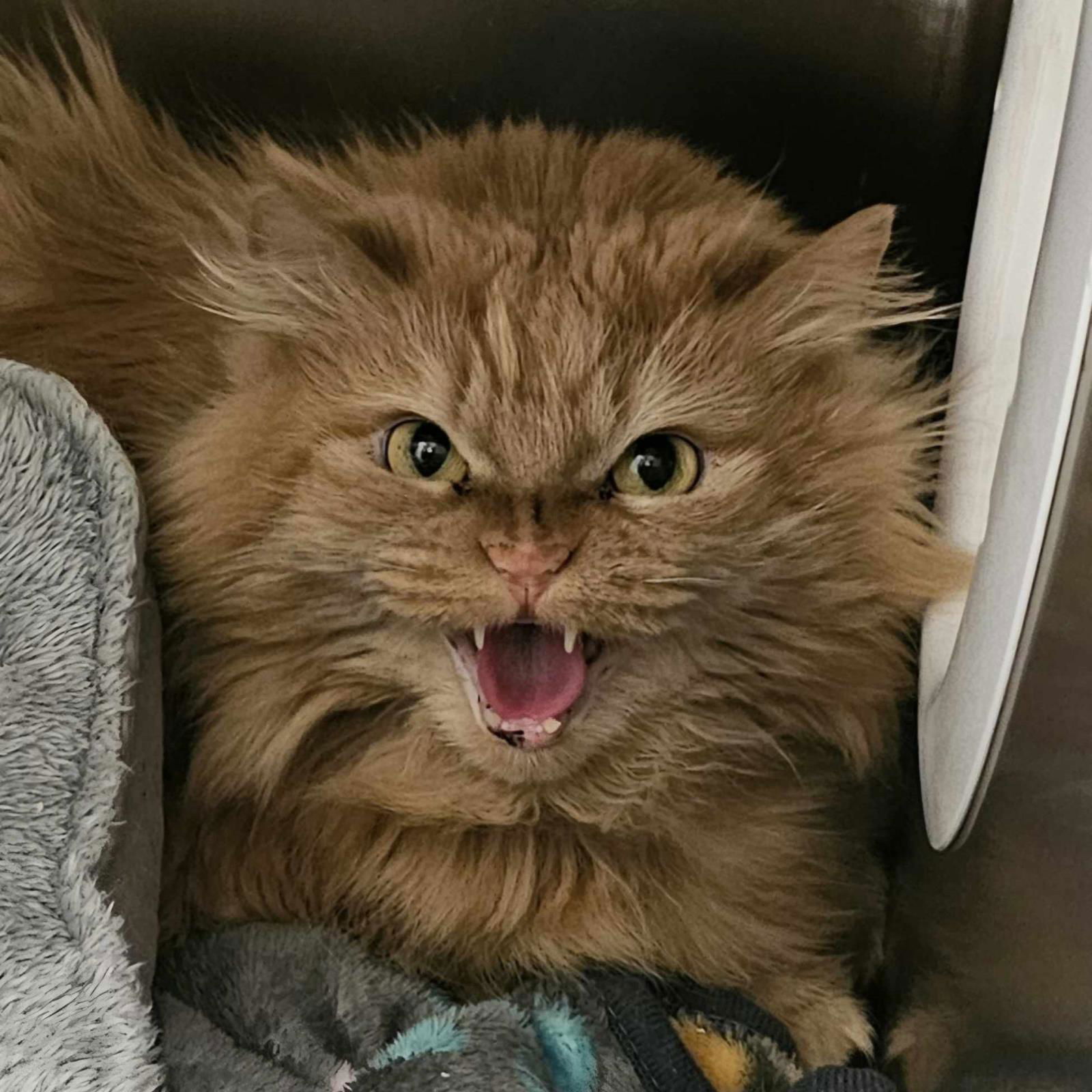 adoptable Cat in Front Royal, VA named Yolandi