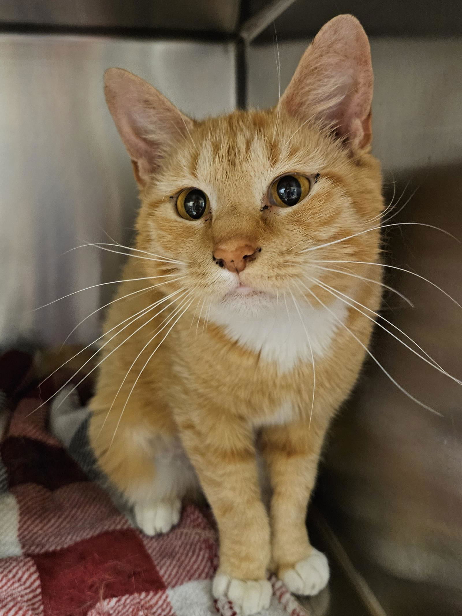 adoptable Cat in Front Royal, VA named Lola