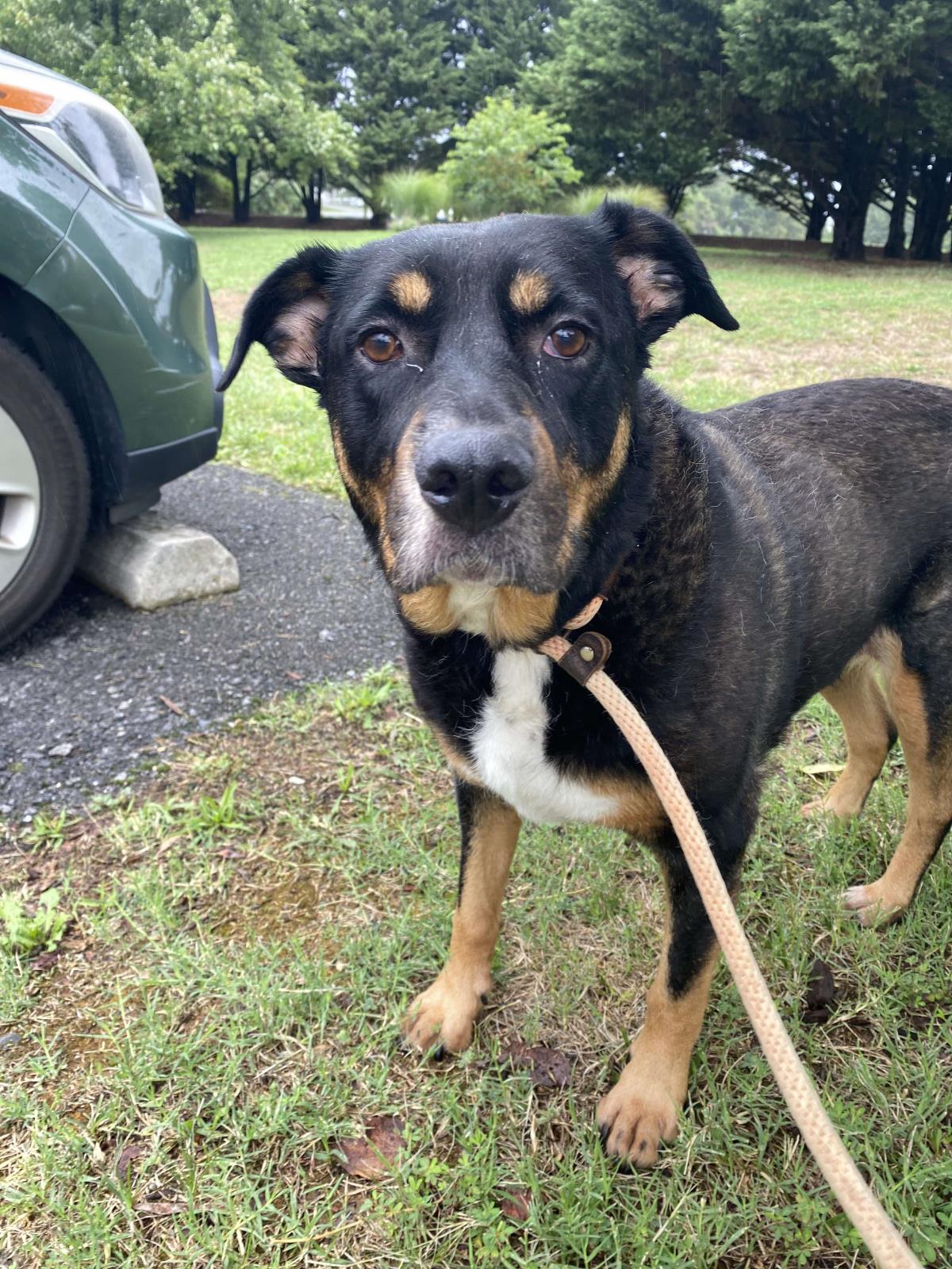 adoptable Dog in Front Royal, VA named Zoe