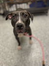 adoptable Dog in Front Royal, VA named Galaxy