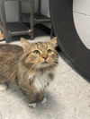 adoptable Cat in Front Royal, VA named Caveman