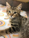 adoptable Cat in Front Royal, VA named Cowboy