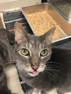 adoptable Cat in Front Royal, VA named Spook