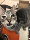 adoptable Cat in Front Royal, VA named Spectre