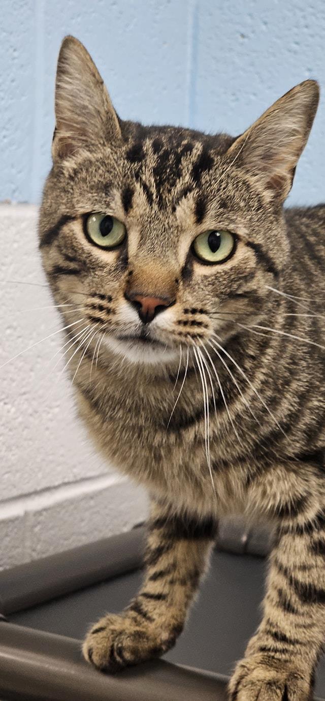 adoptable Cat in Front Royal, VA named Farmer