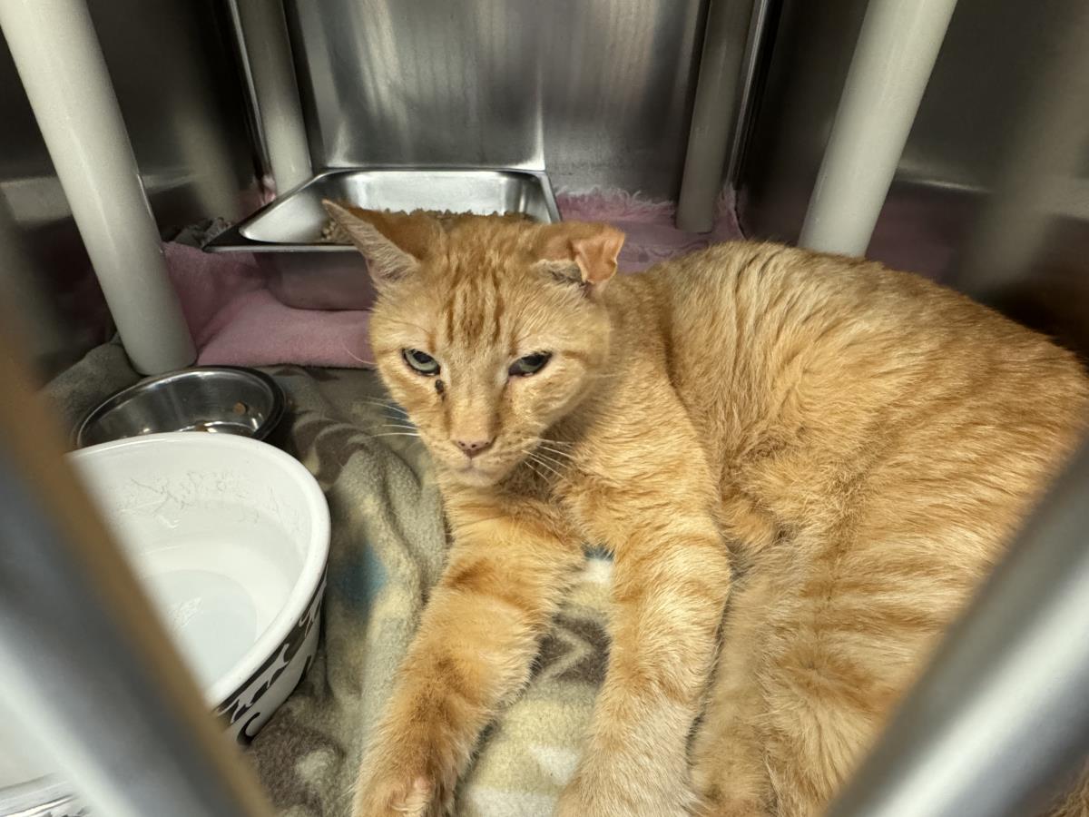 adoptable Cat in Front Royal, VA named Submarine