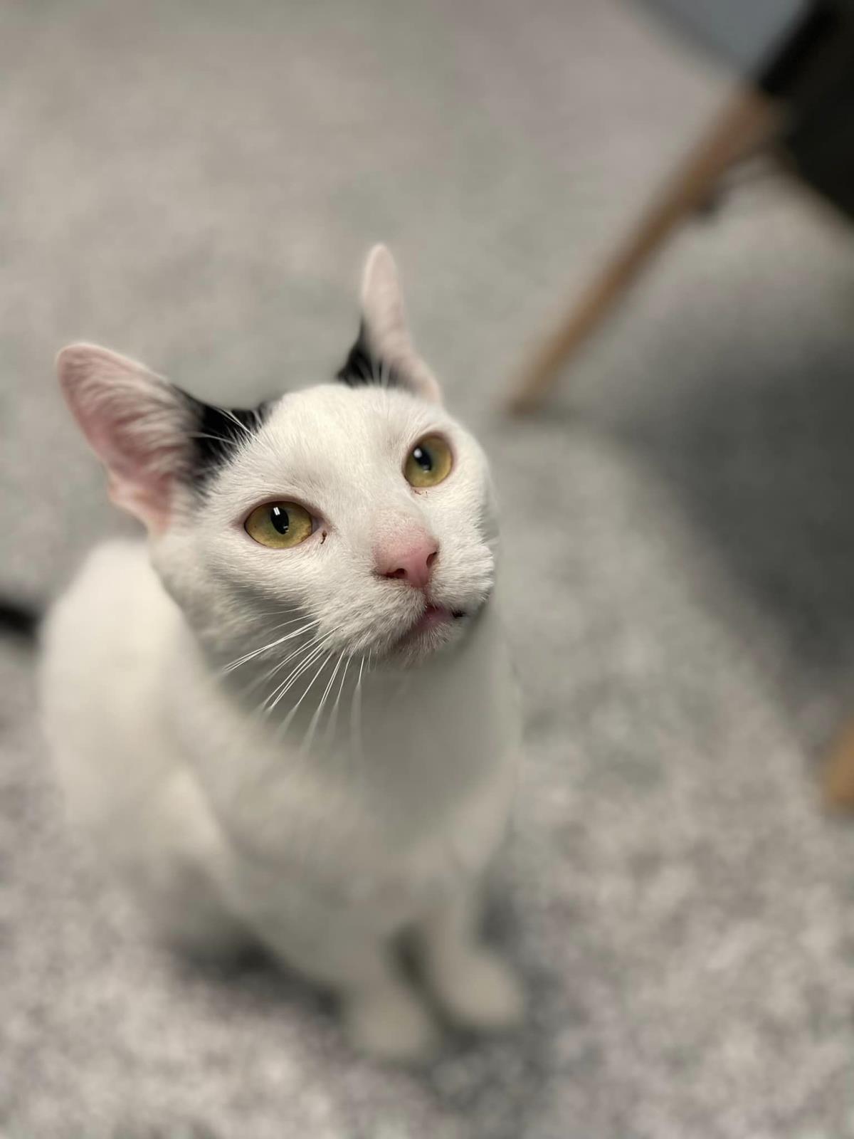 adoptable Cat in Front Royal, VA named Holland