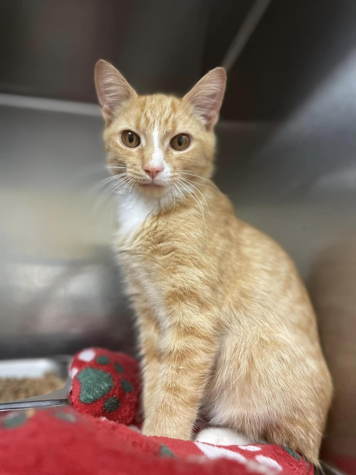 adoptable Cat in Front Royal, VA named Goldfish