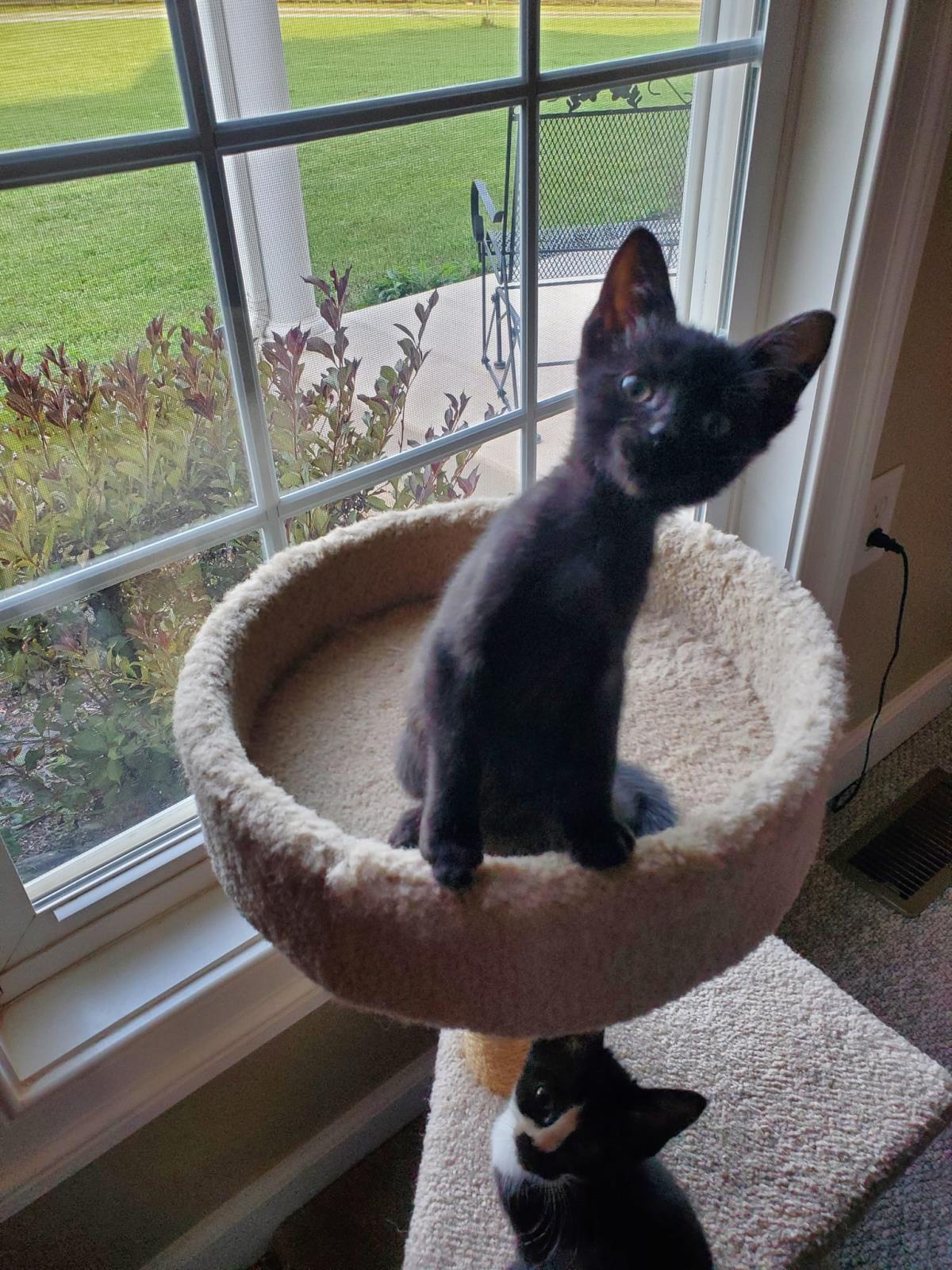 adoptable Cat in Front Royal, VA named Coal