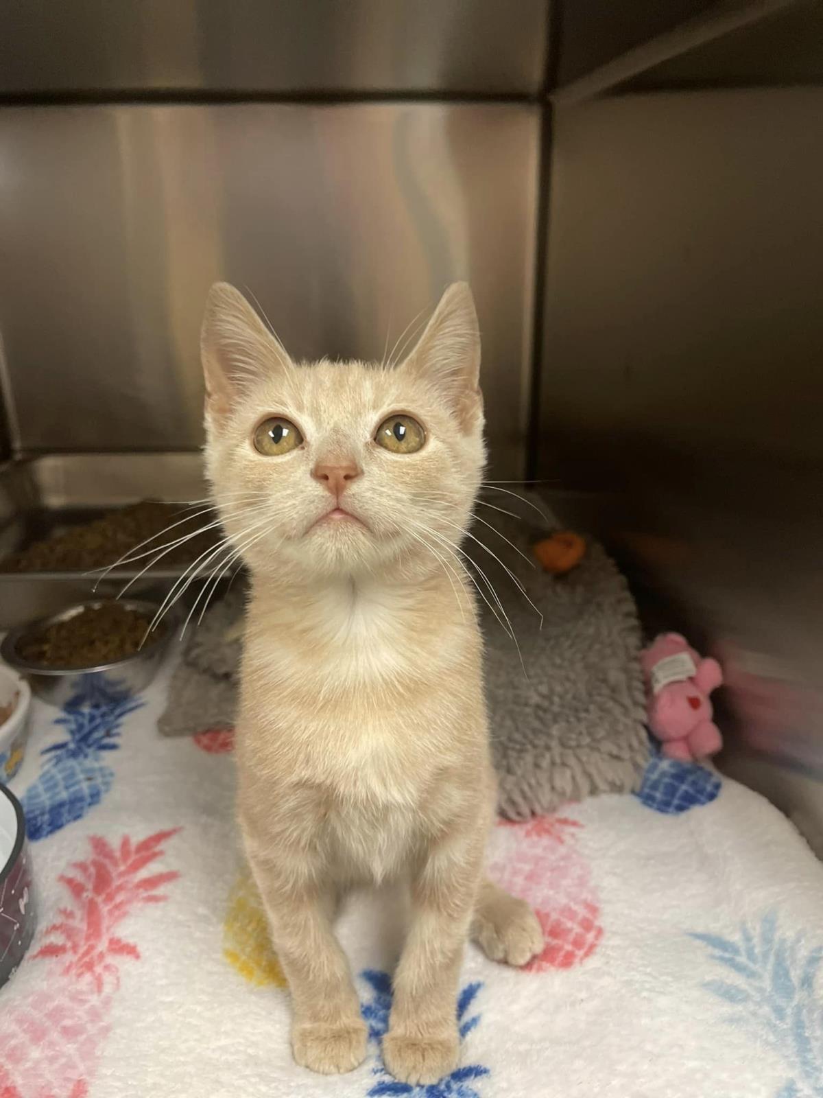 adoptable Cat in Front Royal, VA named Nervous Wreck