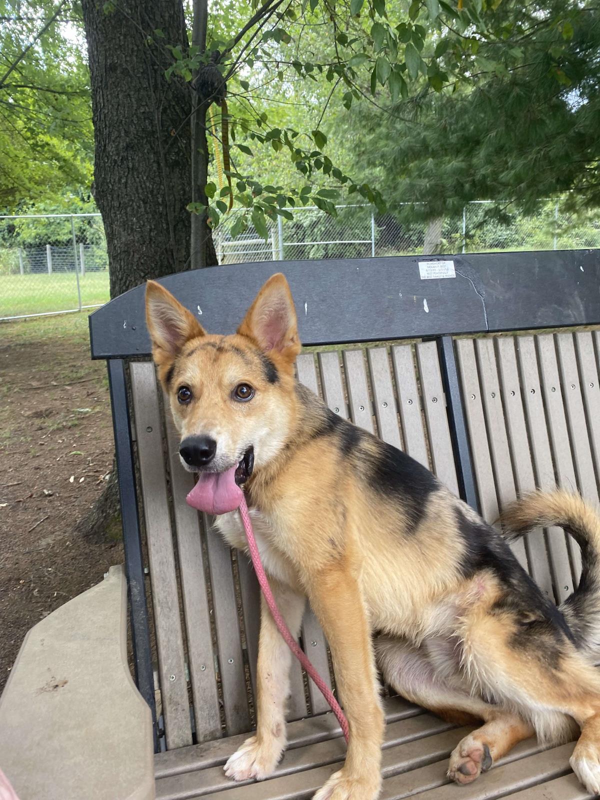 adoptable Dog in Front Royal, VA named Swipper