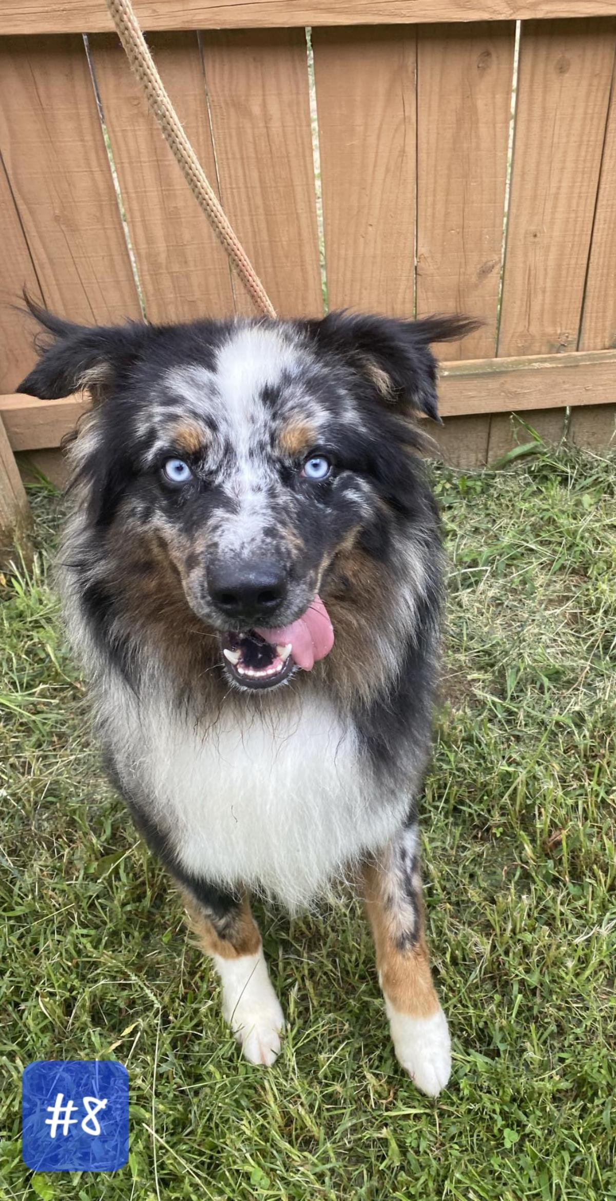 adoptable Dog in Front Royal, VA named Merle Haggard