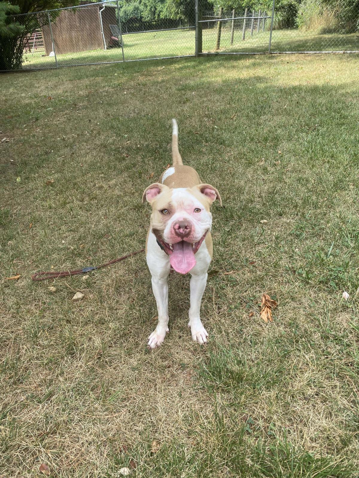 adoptable Dog in Front Royal, VA named Peanut