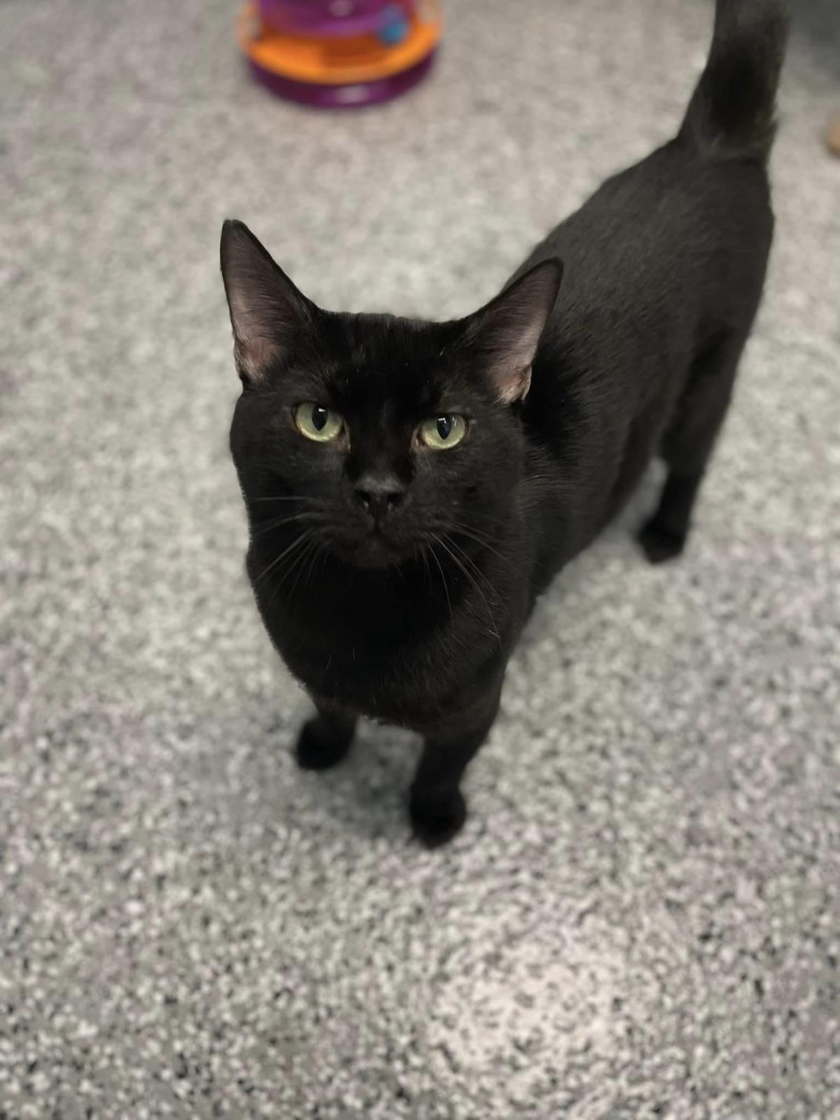 adoptable Cat in Front Royal, VA named Bermuda