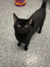 adoptable Cat in , VA named Bermuda