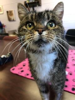 adoptable Cat in Front Royal, VA named Esme