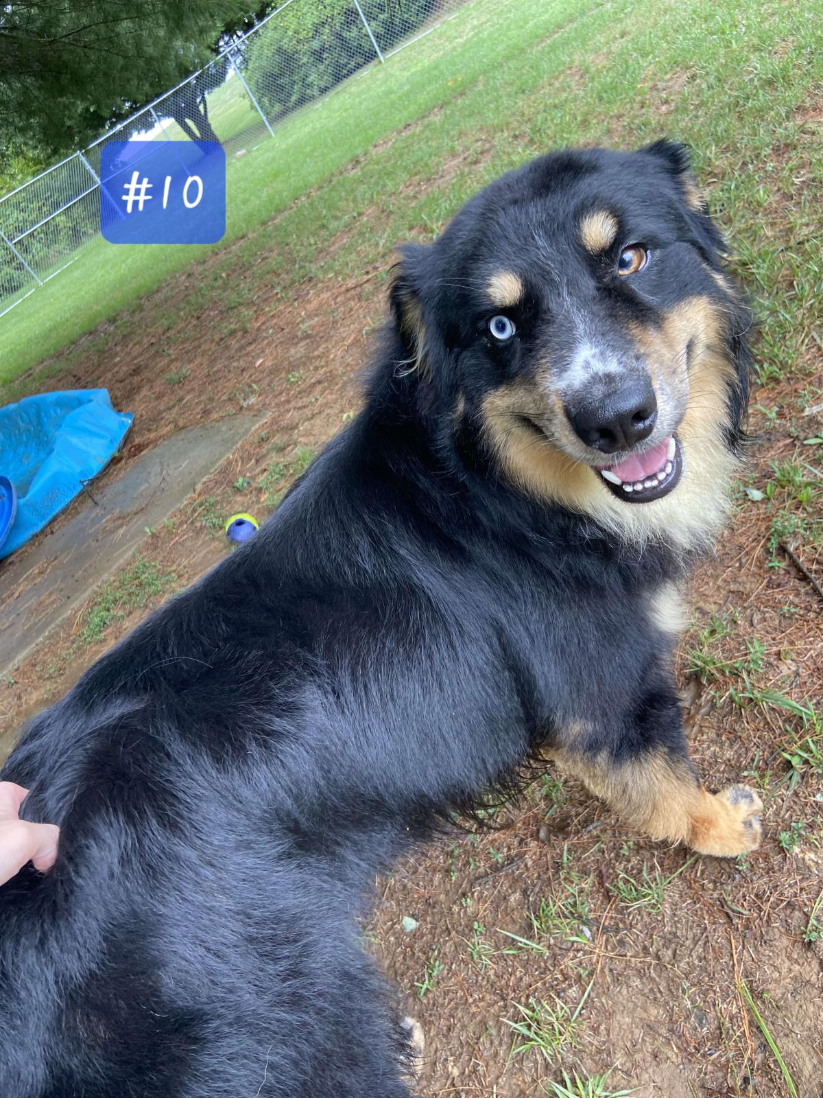 adoptable Dog in Front Royal, VA named Huckleberry Finn