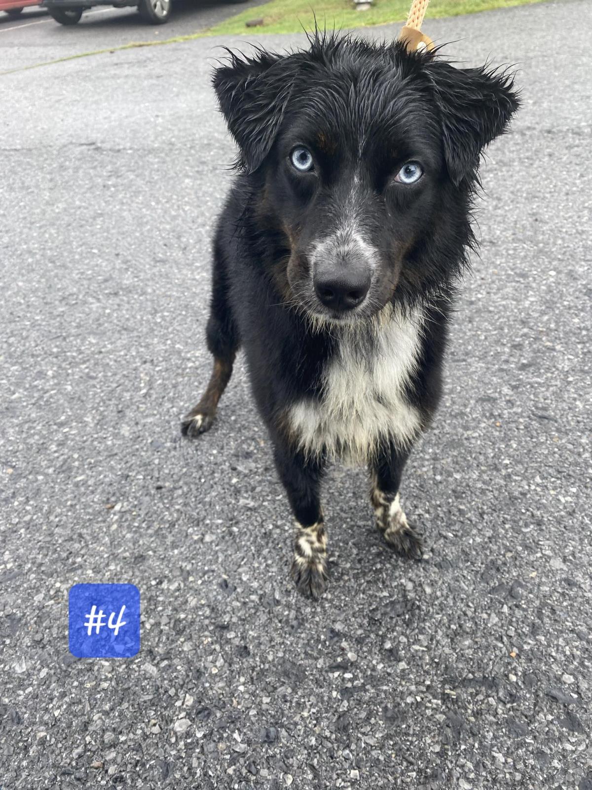 adoptable Dog in Front Royal, VA named Jade