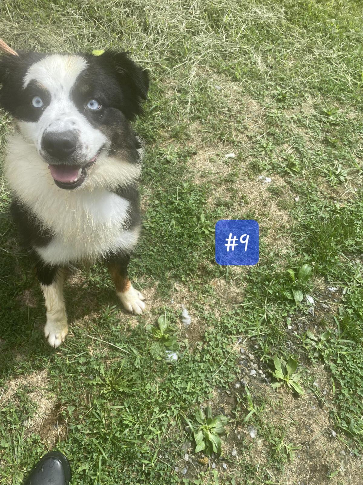 adoptable Dog in Front Royal, VA named Dottie