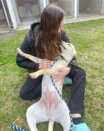 adoptable Dog in Front Royal, VA named Daisy