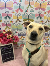 adoptable Dog in  named Daisy