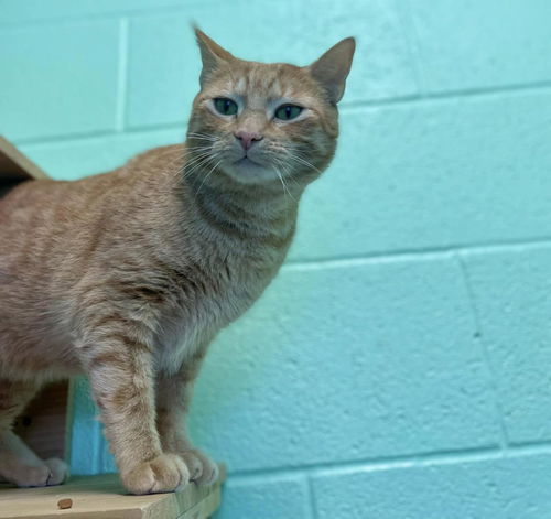 picture of the cat needing adoption