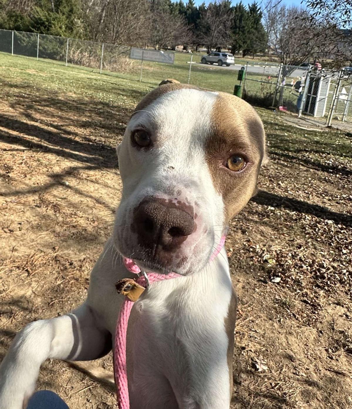 adoptable Dog in Front Royal, VA named Zeke