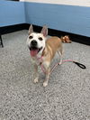 adoptable Dog in  named Laynee
