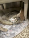 adoptable Cat in front royal, VA named Ivy