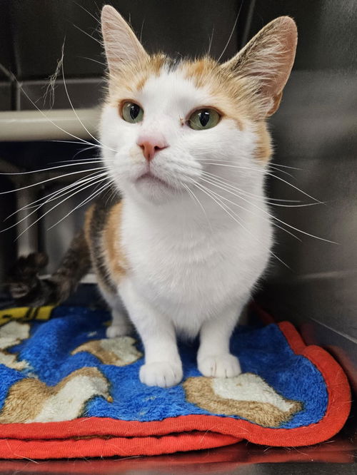 picture of the cat needing adoption