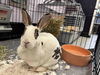 adoptable Rabbit in  named Twix