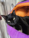 adoptable Cat in front royal, VA named Harlow