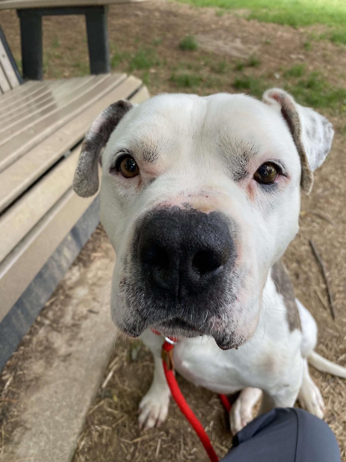 adoptable Dog in Front Royal, VA named Guy