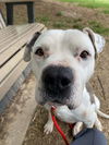adoptable Dog in front royal, VA named Guy
