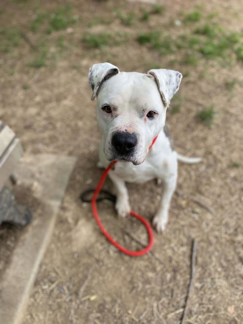 GUY - American Staffordshire Terrier / Eurasier available for adoption