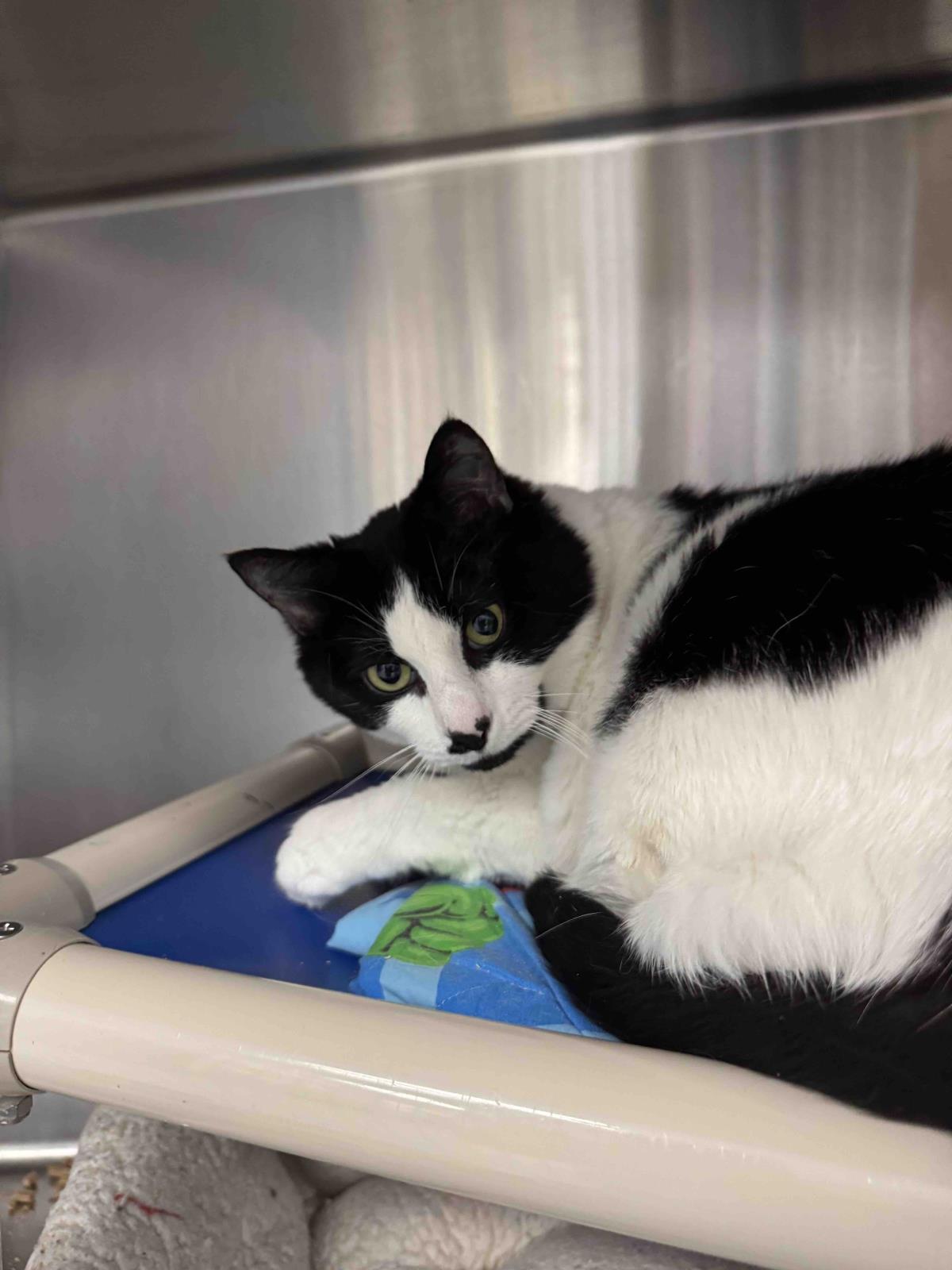 adoptable Cat in Front Royal, VA named Yin Yang