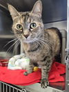 adoptable Cat in , VA named Ruka