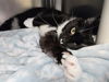 adoptable Cat in , VA named Flounder